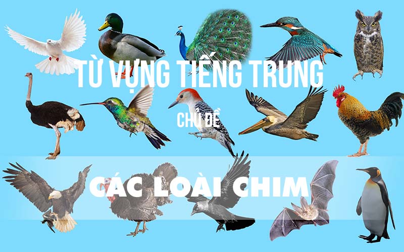 Từ vựng tiếng Trung về các loài chim