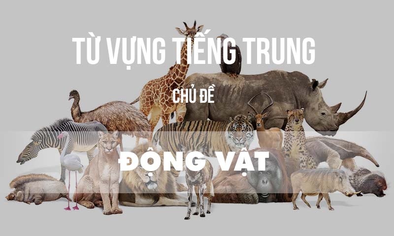 Từ vựng tiếng Trung chủ đề động vật